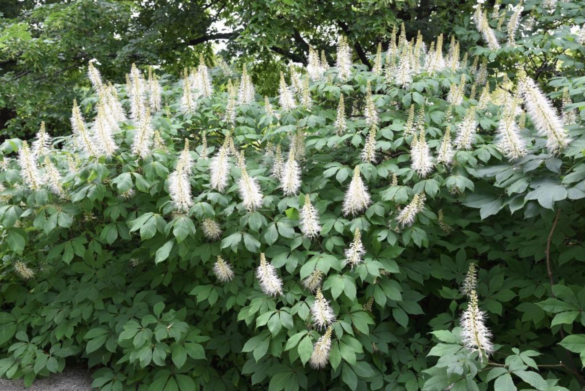 15g Bottlebrush Buckeye