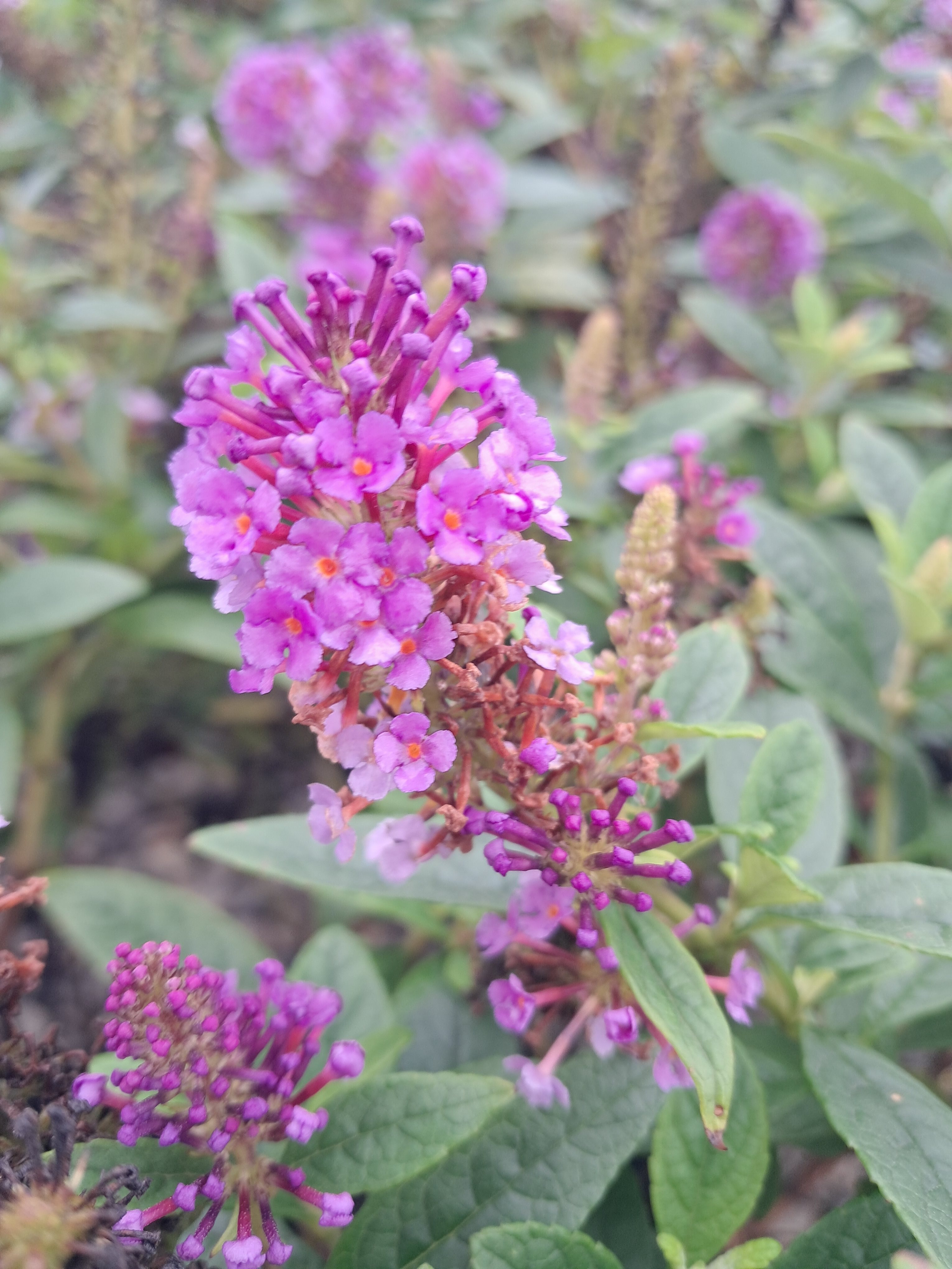 3g Dapper® Lavender Butterfly Bush