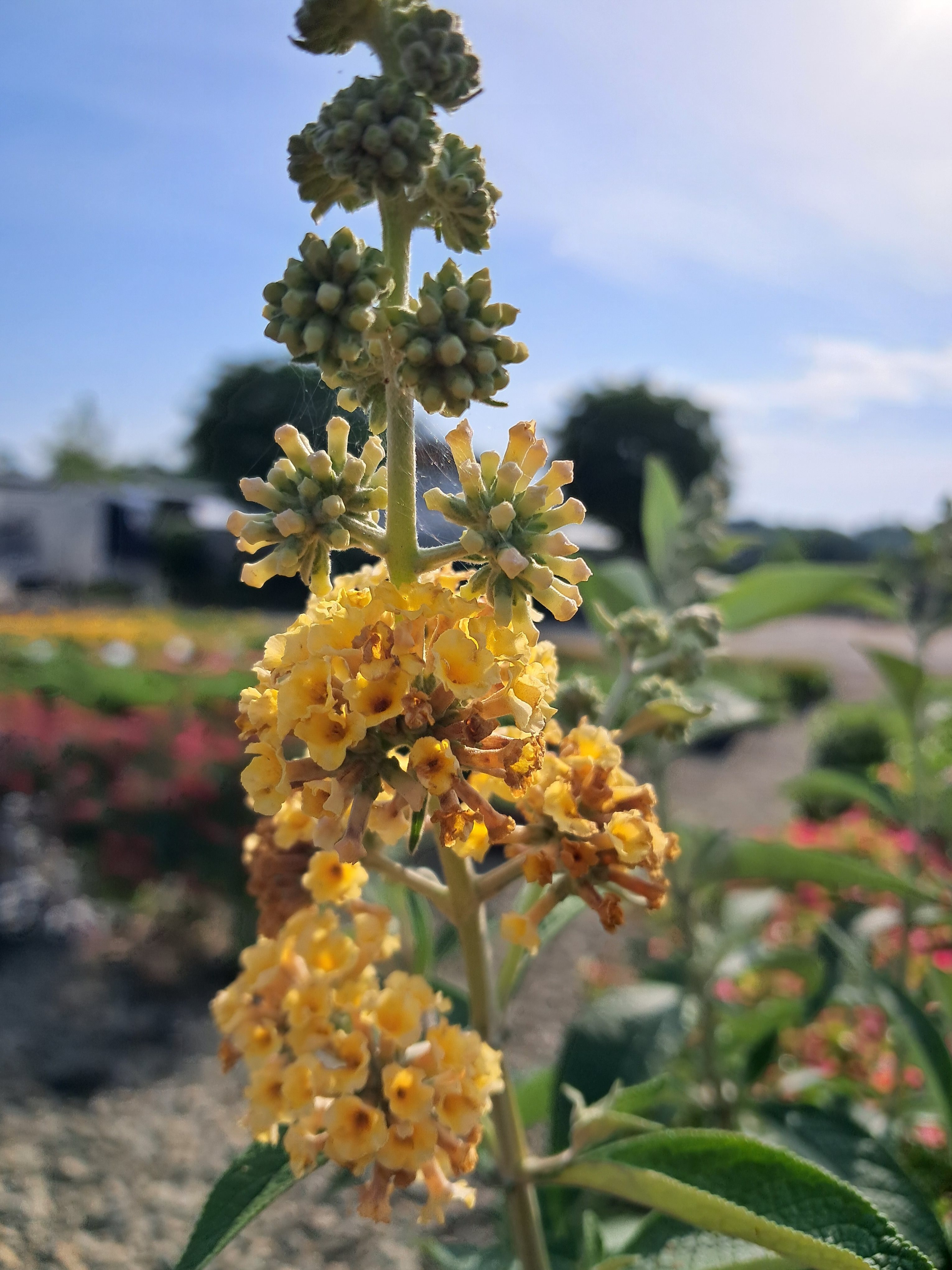 3g Honeycomb Butterfly Bush