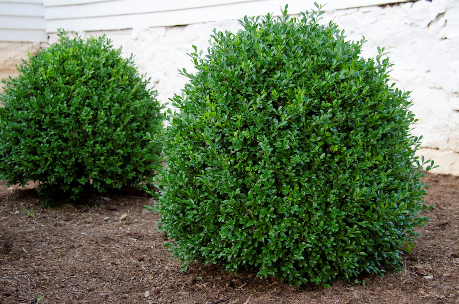 7g NewGen Independence® Littleleaf Boxwood