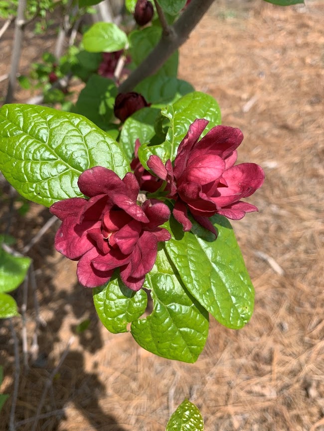 15g Sweetshrub (Carolina Allspice)