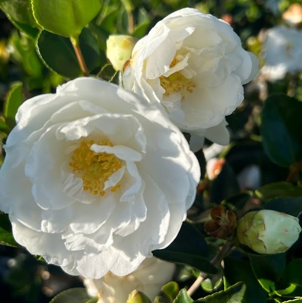 7g Mine No Yuki Fall Blooming Camellia