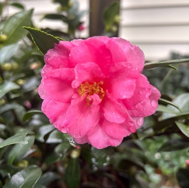 7g Shishigashira Fall Blooming Camellia