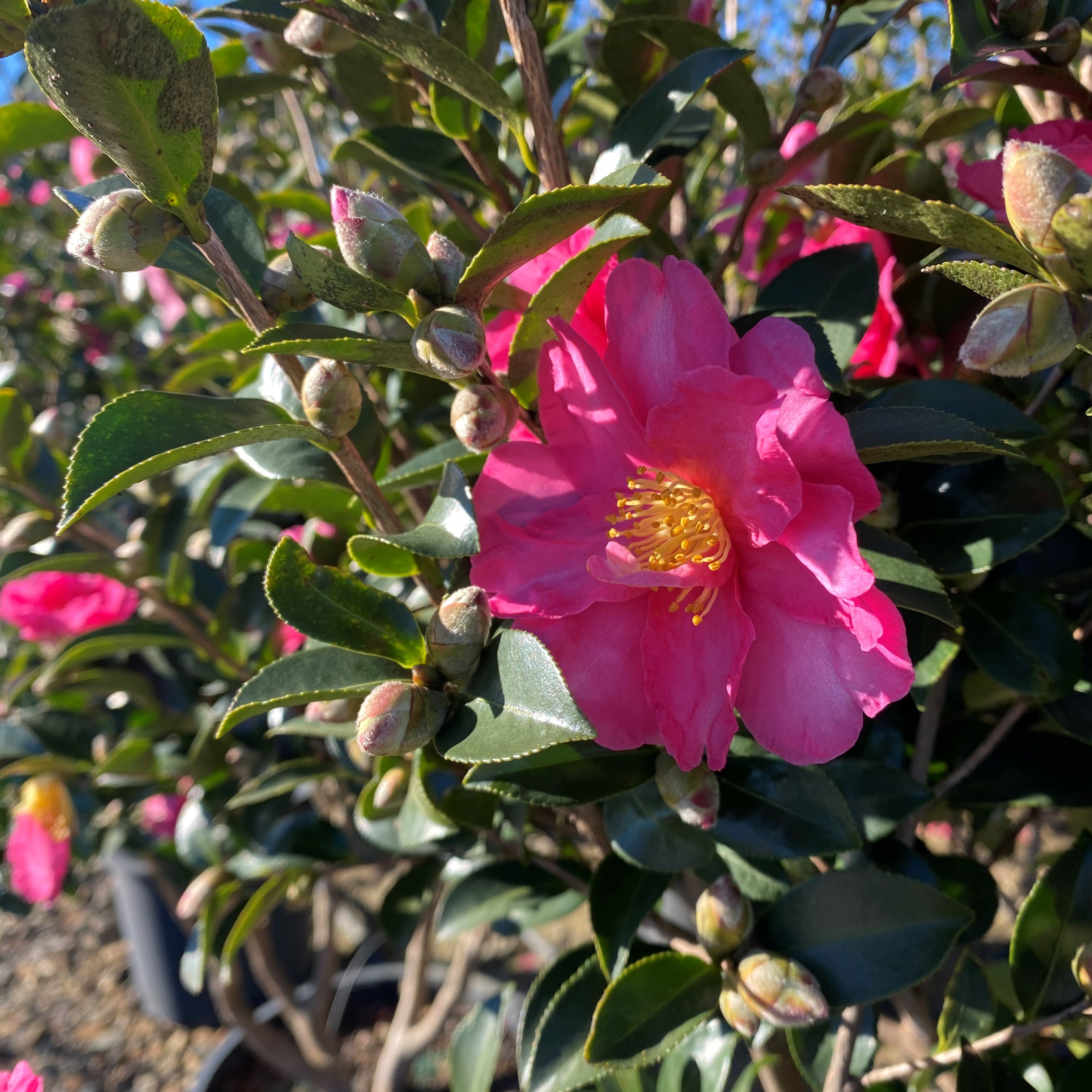 15g Kanjiro Fall Blooming Camellia - TreeForm