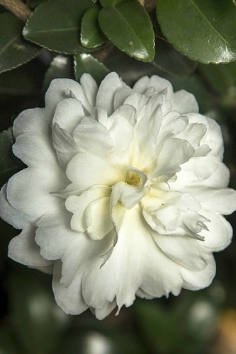 7g October Magic® Ivory™ Camellia