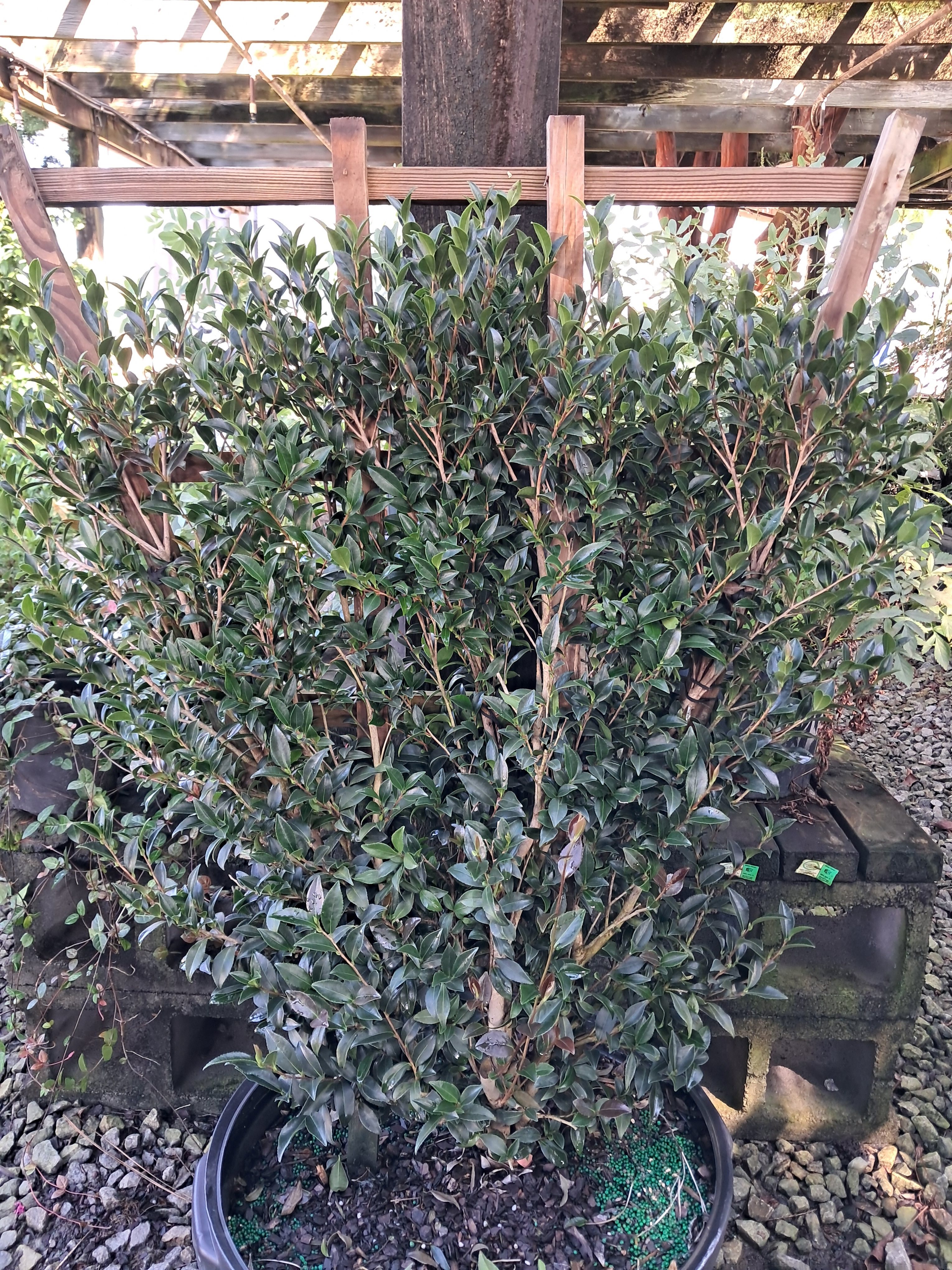10g Slim N' Trim Fall Blooming Camellia - TRELLIS