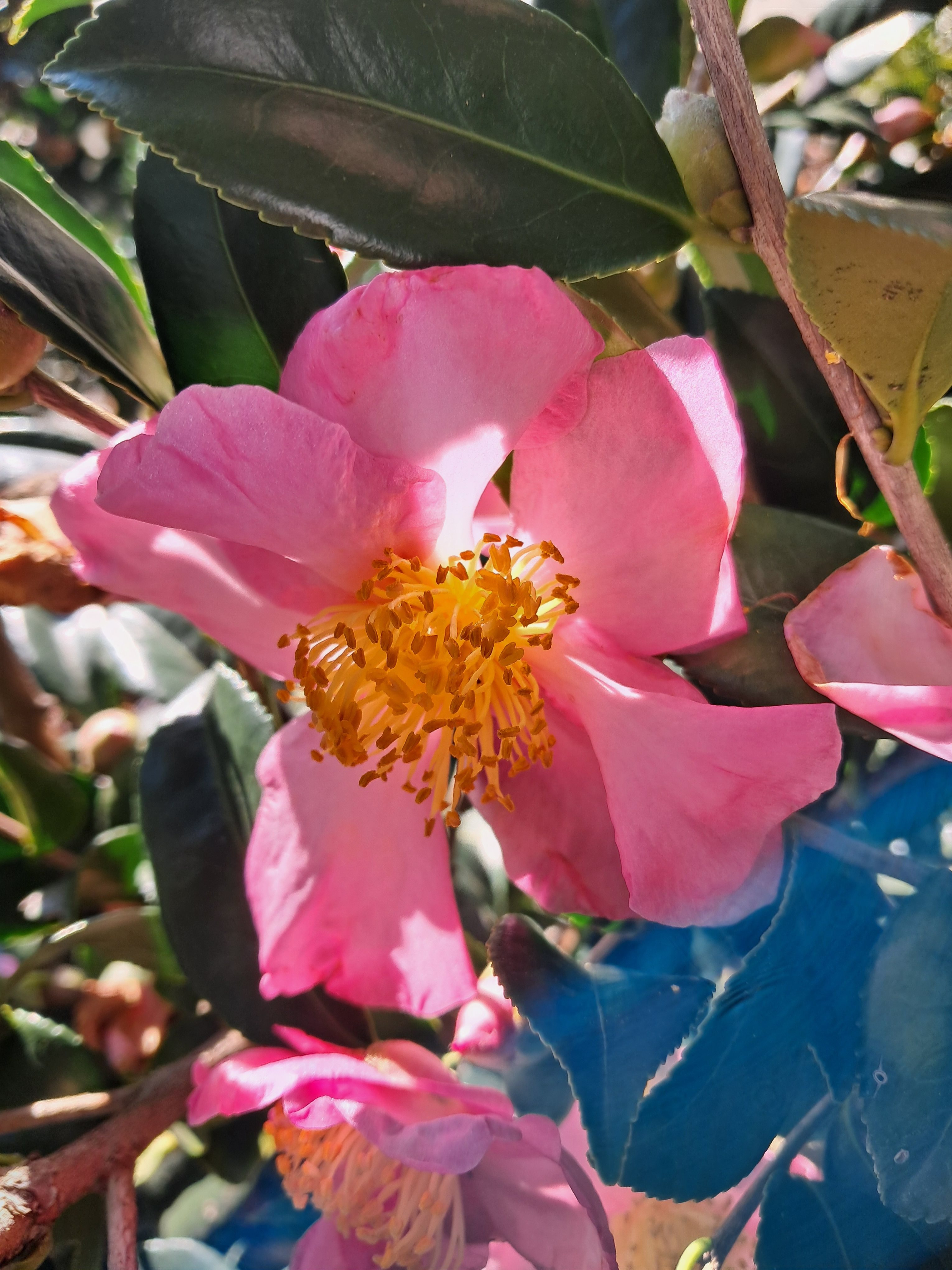 15g Winter's Snowman AND Winter's Star Fall Blooming Camellia