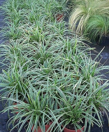 1g Carex 'Ice Dance'