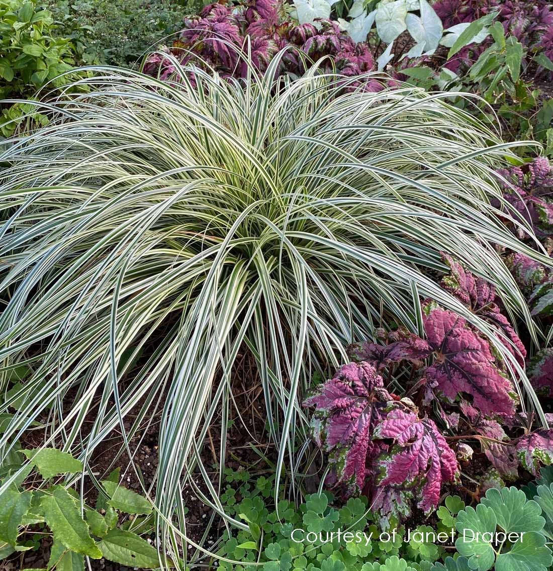 2g Carex Feather Falls