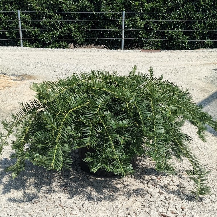 7g Spreading Japanese Plum Yew