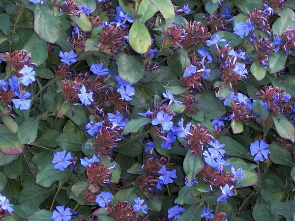 1g Plumbago