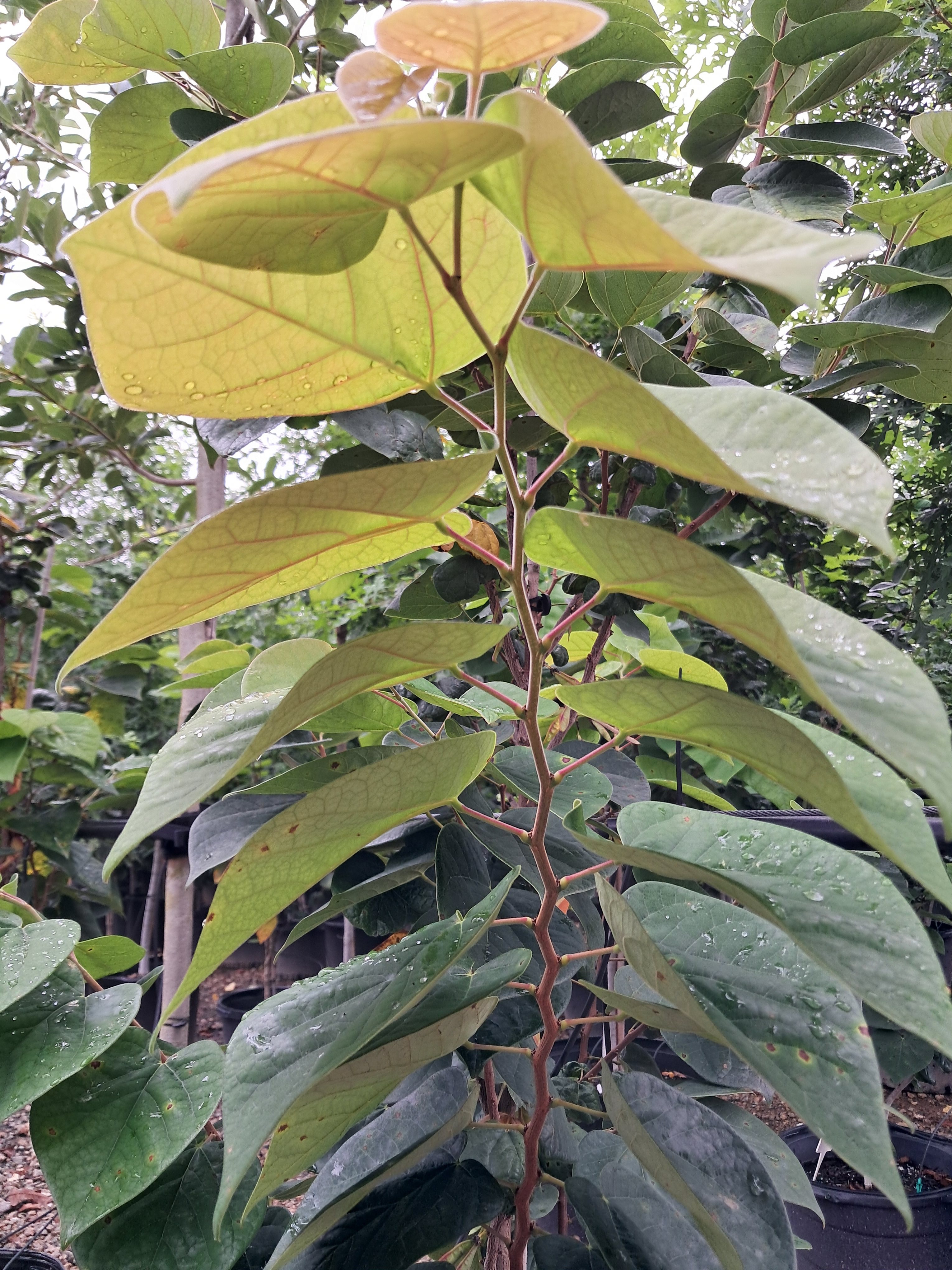 15g Celestial plum Chinese redbud