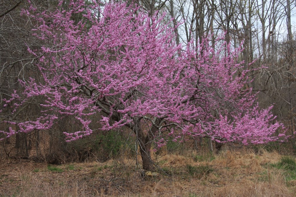 15g Eastern Redbud