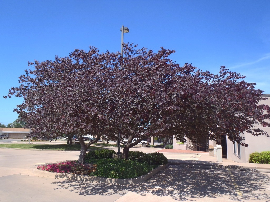 15g Forest Pansy Redbud