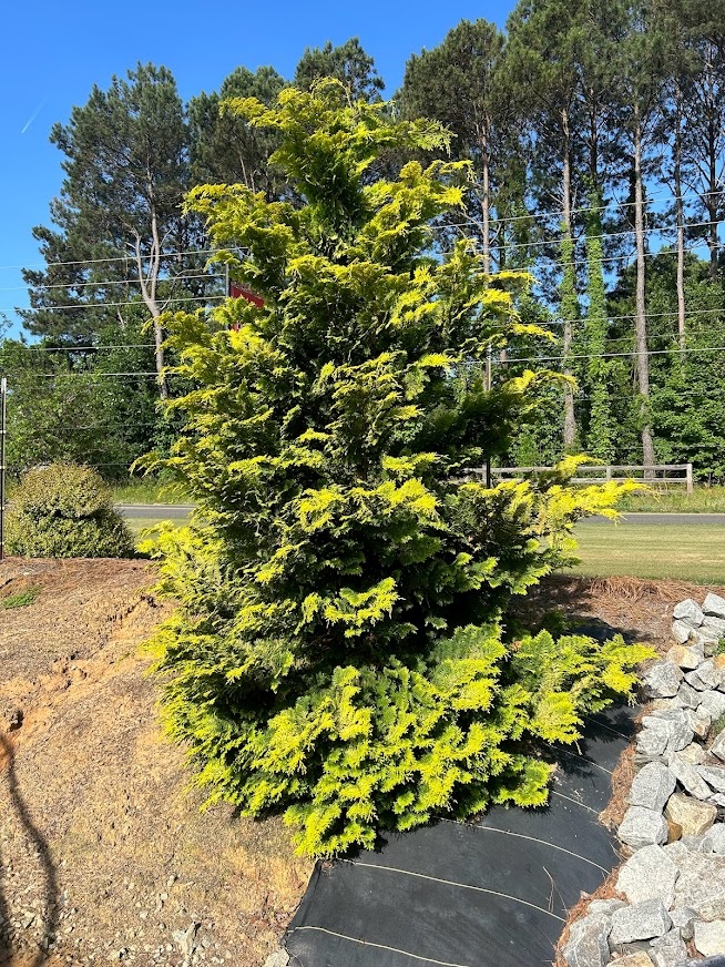 15g Crippsii Hinoki Falsecypress