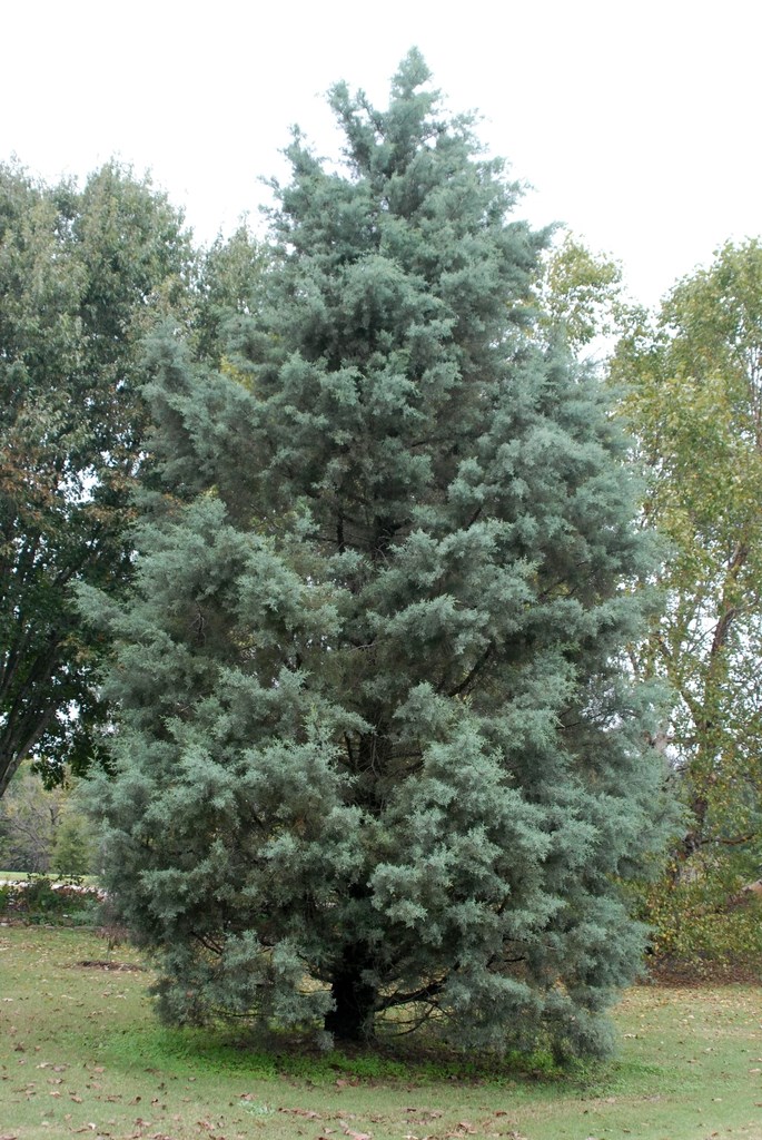 15g Blue Ice Cypress