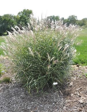 Dwarf Zebra Maiden Grass for Sale Online - The Greenhouse