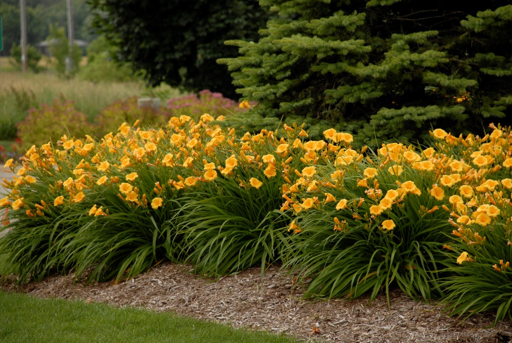 1g Stella d'Oro Daylily