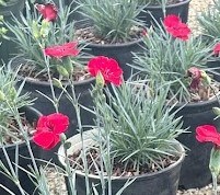 1g American Pie® Cherry Pie Dianthus