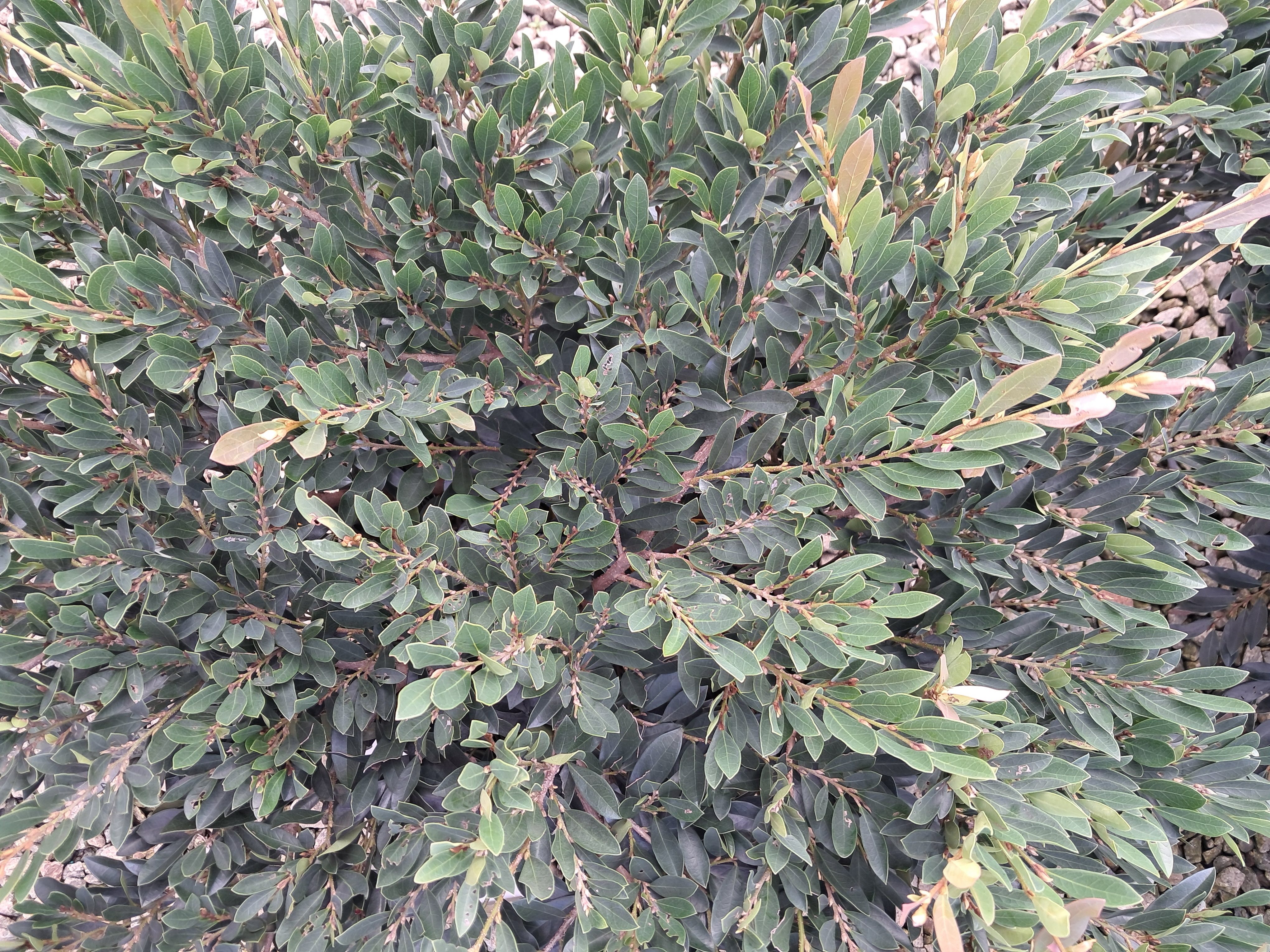 7g Blue Cascade Distylium