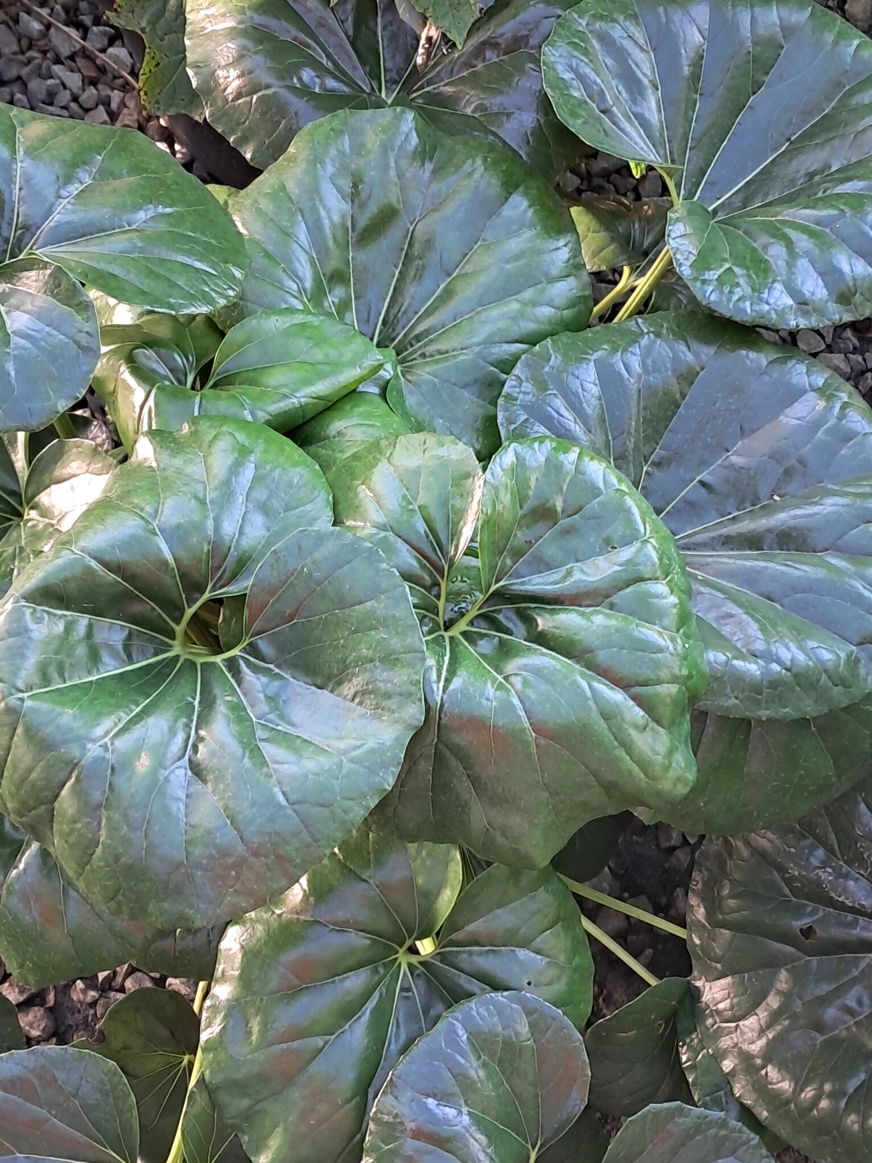 Leopard Plant