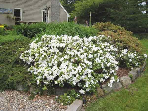 3g Gumpo White Azalea