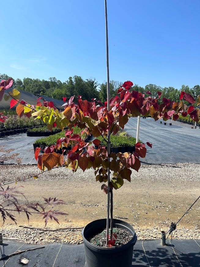 15g Flame Thrower® Cercis - Redbud