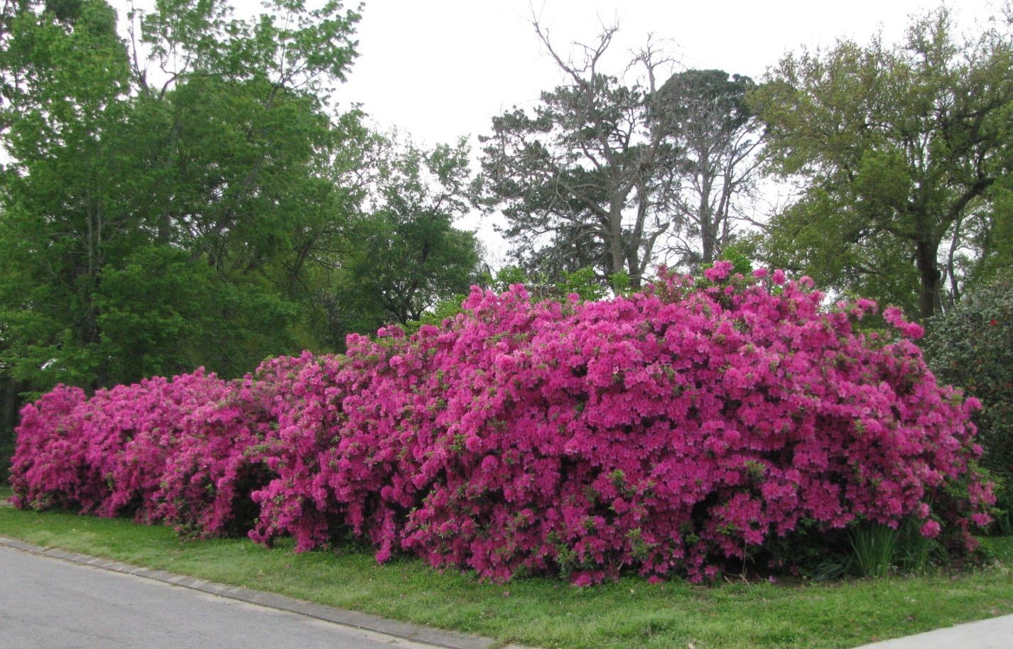 3g Formosa Azalea