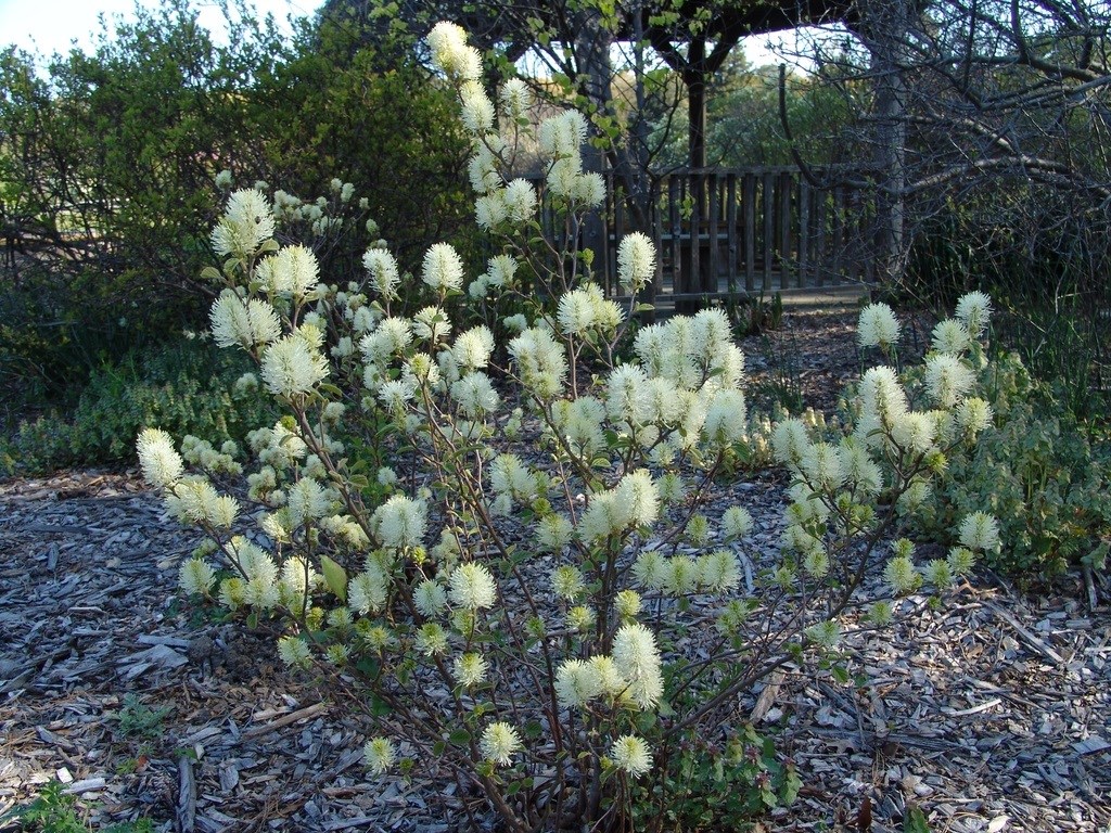 7g Mount Airy Large Fothergilla