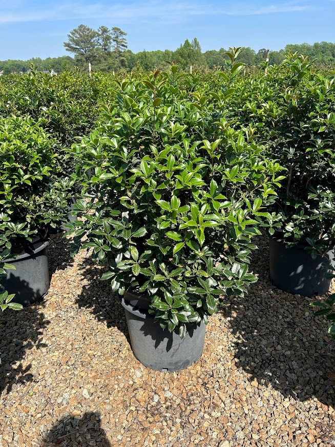 15g Fruitlandii Osmanthus