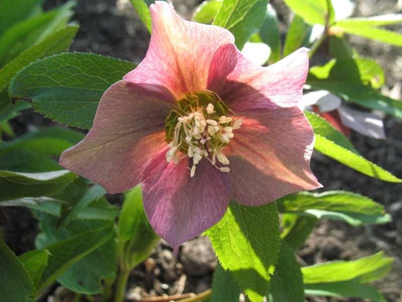 1g Pine Knot Lenten Rose