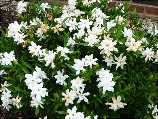 3g Frostproof Gardenia