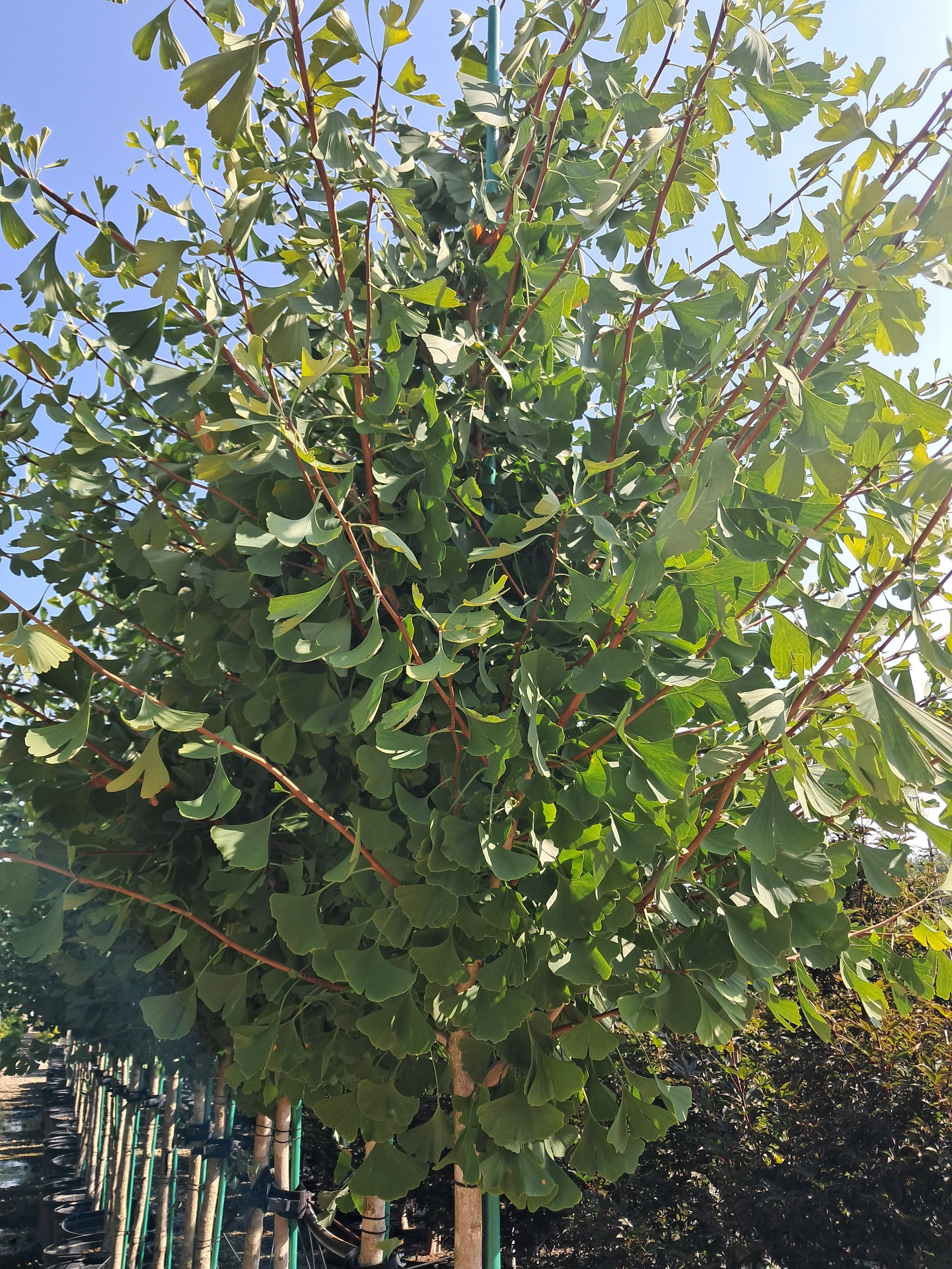 25g Grindstone Ginkgo