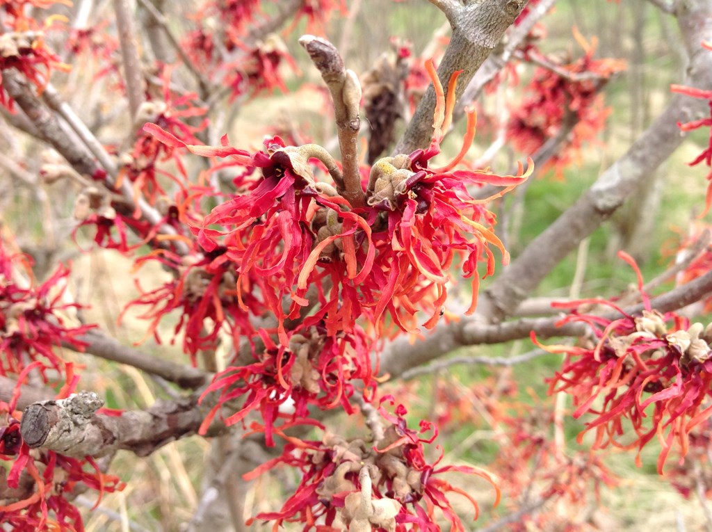 15g Diane Witch Hazel