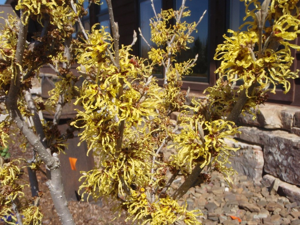 15g Arnold's Promise Witch Hazel