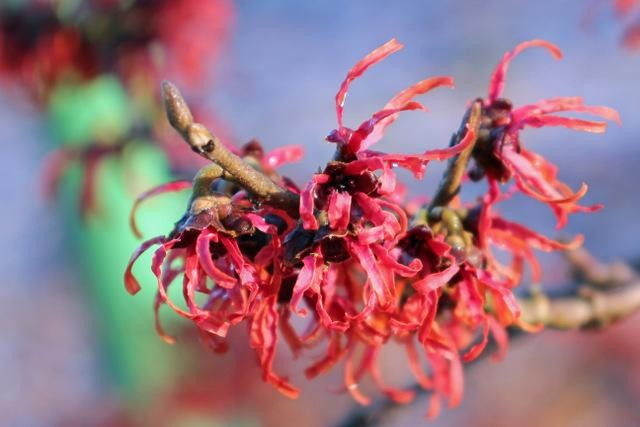 15g Diane Witch Hazel