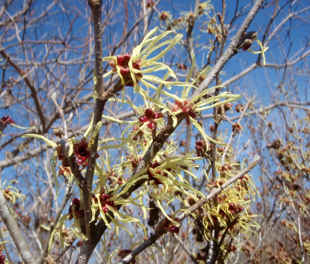 15g Sunburst Witch Hazel