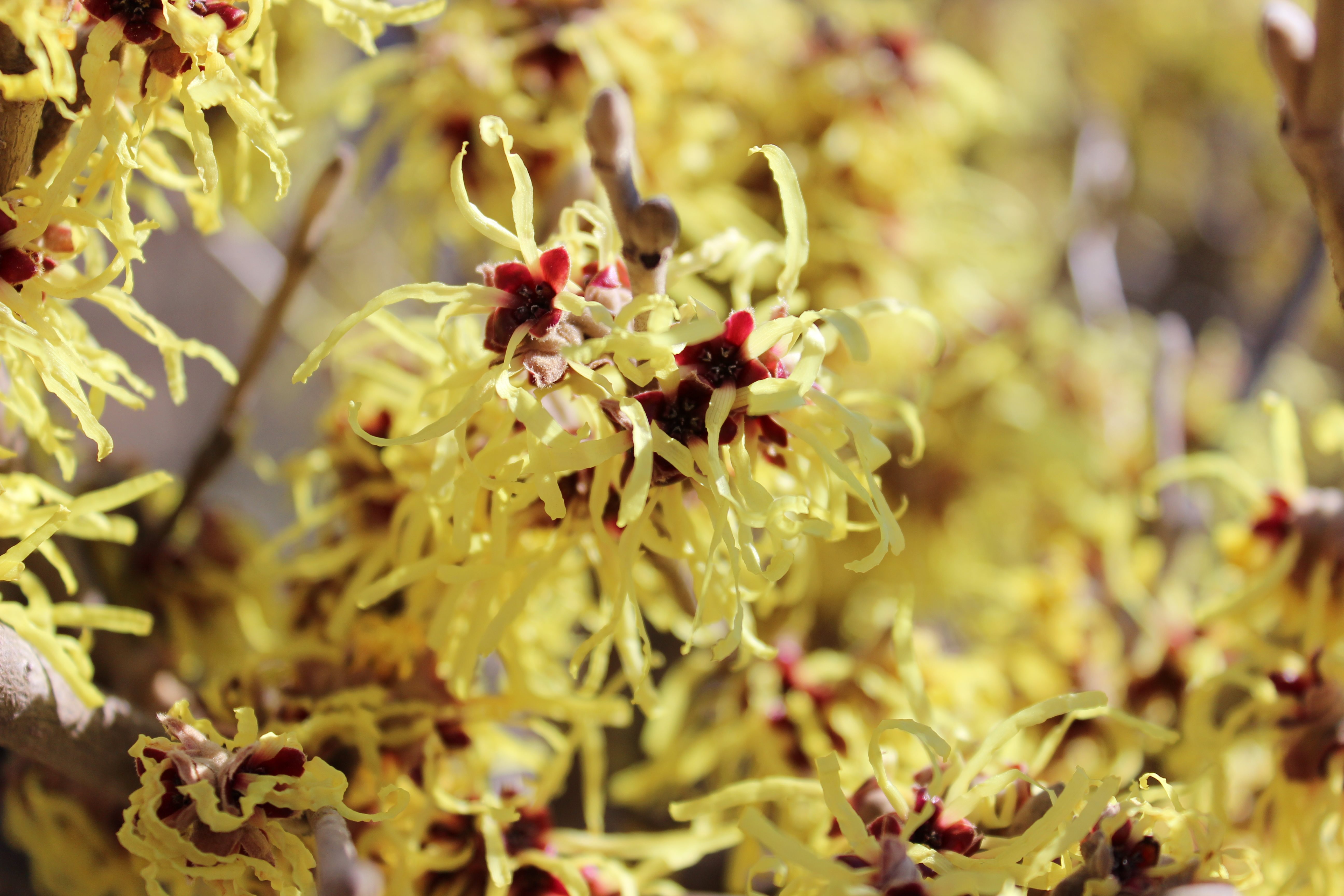 15g Sunburst Witch Hazel