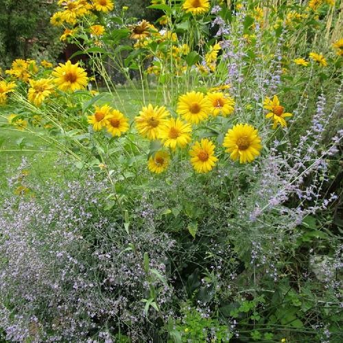 1g Heliopsis Summer Sun Sunflower