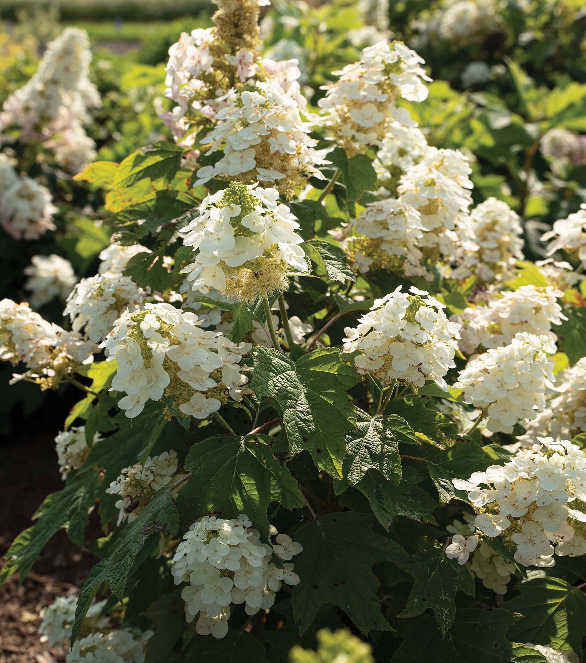 5g Autumn Reprise™ Hydrangea