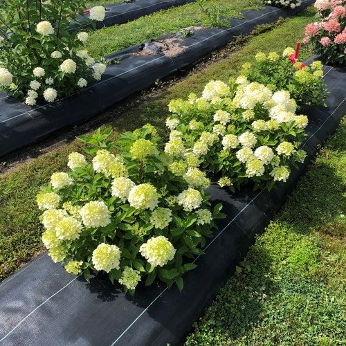 5g Fire Light Tidbit® Hydrangea