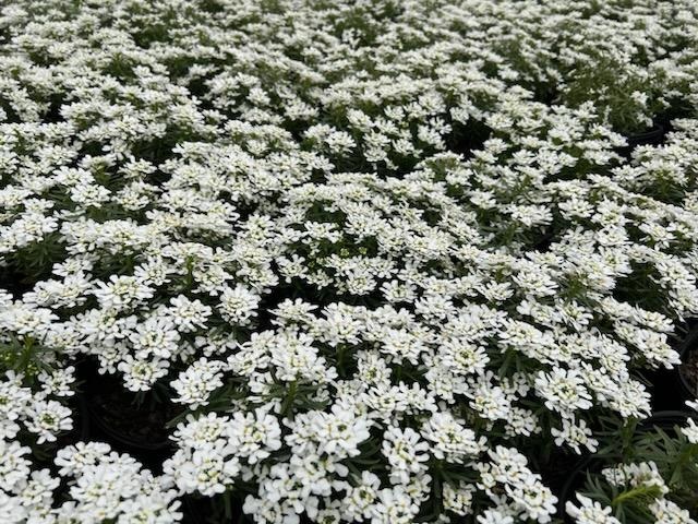 1g Snowstation Candytuft