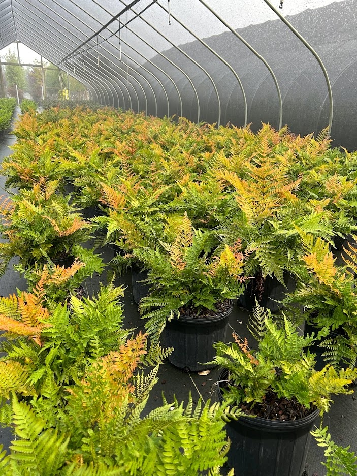 3g Brilliance Autumn Fern