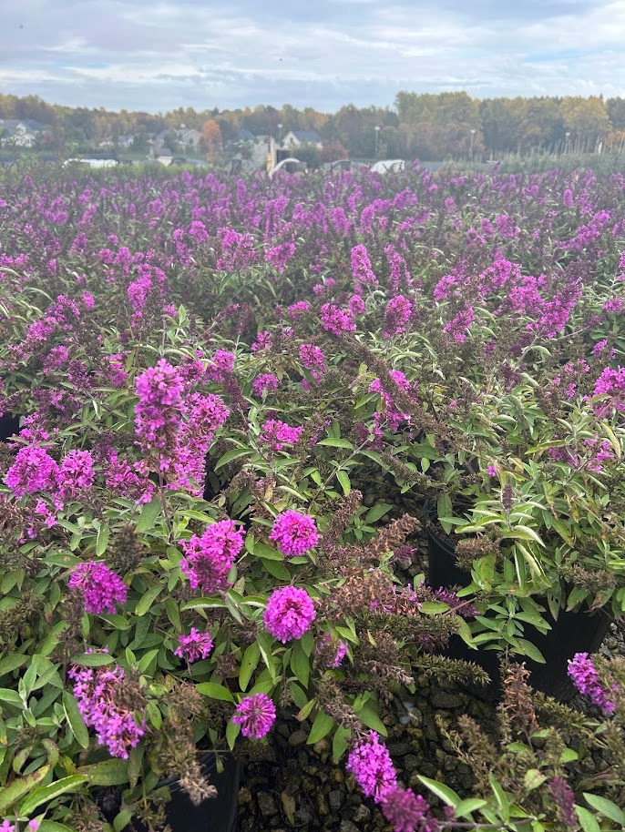 3g Flutterby Petite® Tutti Fruitti Pink Butterfly Bush