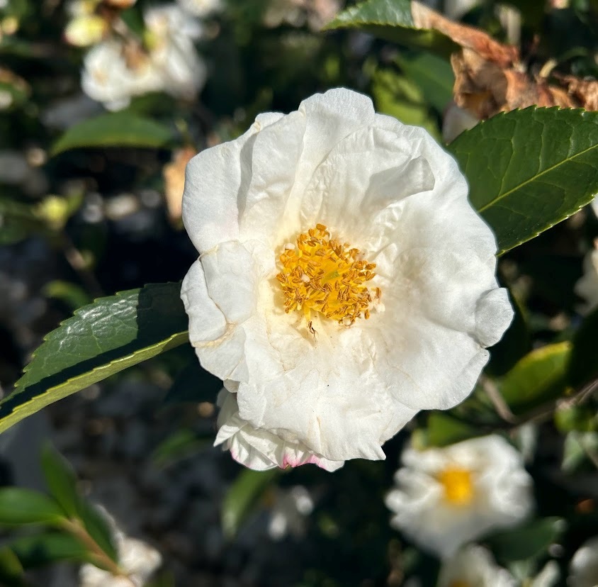 7g Winter Snowman Fall Blooming Camellia