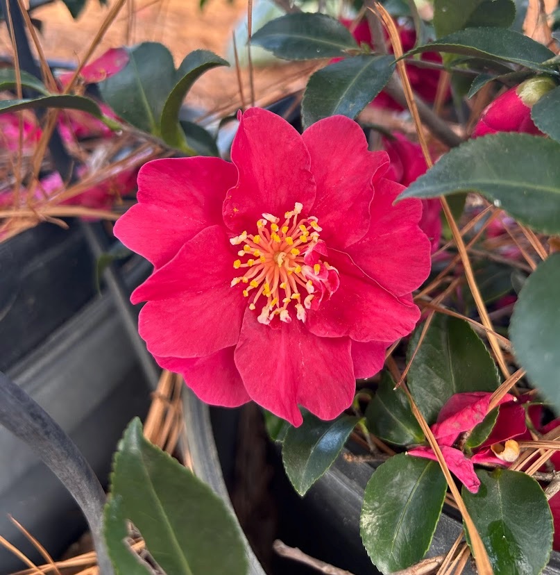 7g October Magic® Ruby Camellia