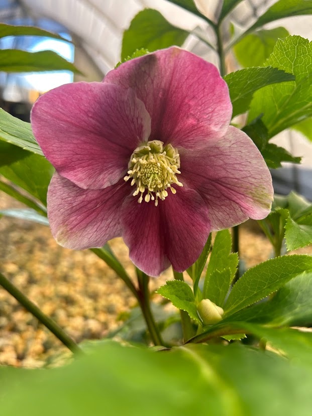 2g Ice N' Roses Rome in Red Lenten Rose