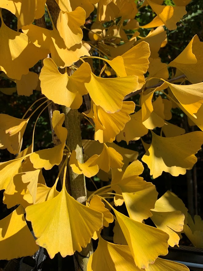 25g Autumn Gold Ginkgo