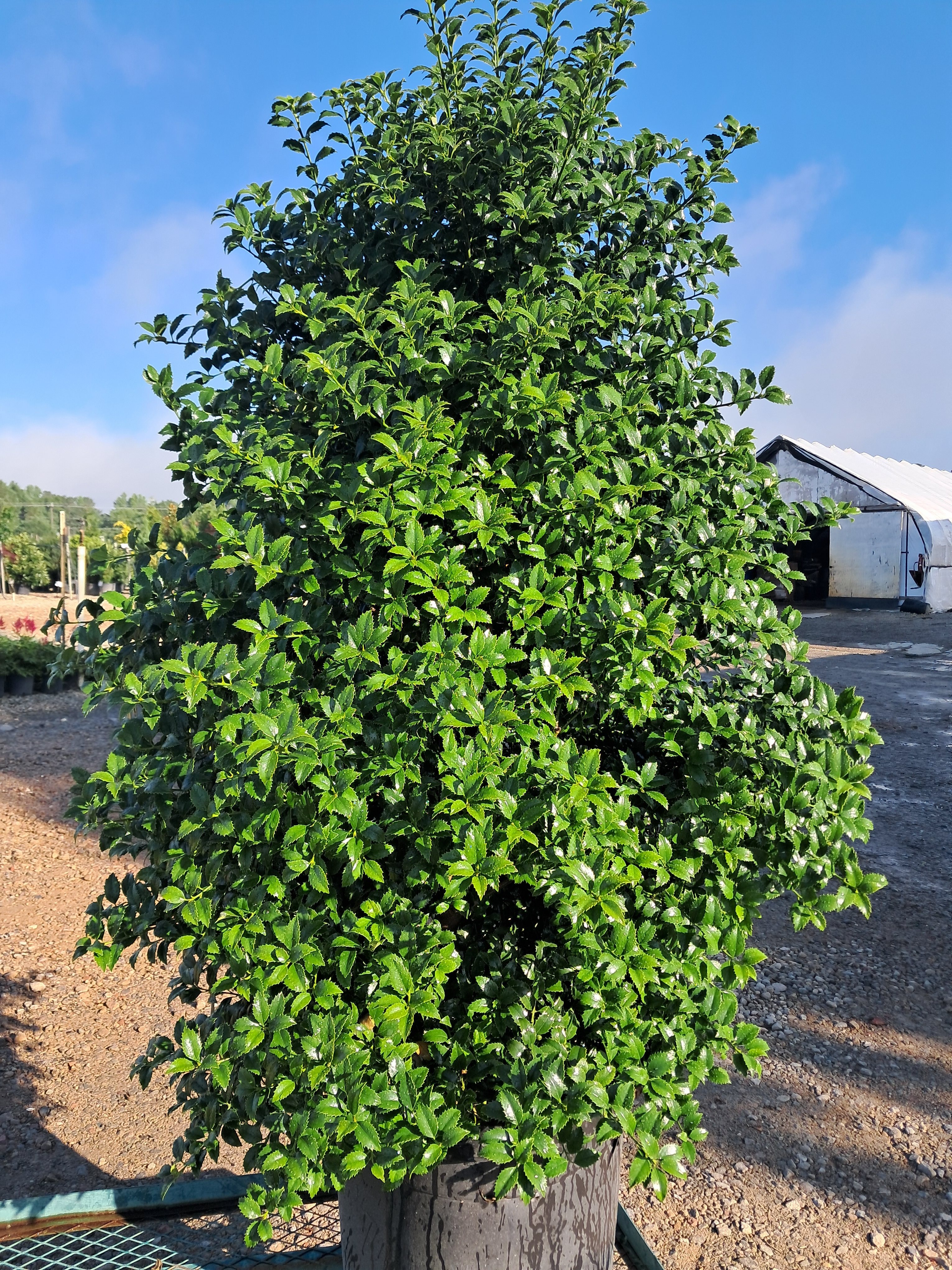 15g Miss Patricia Holly