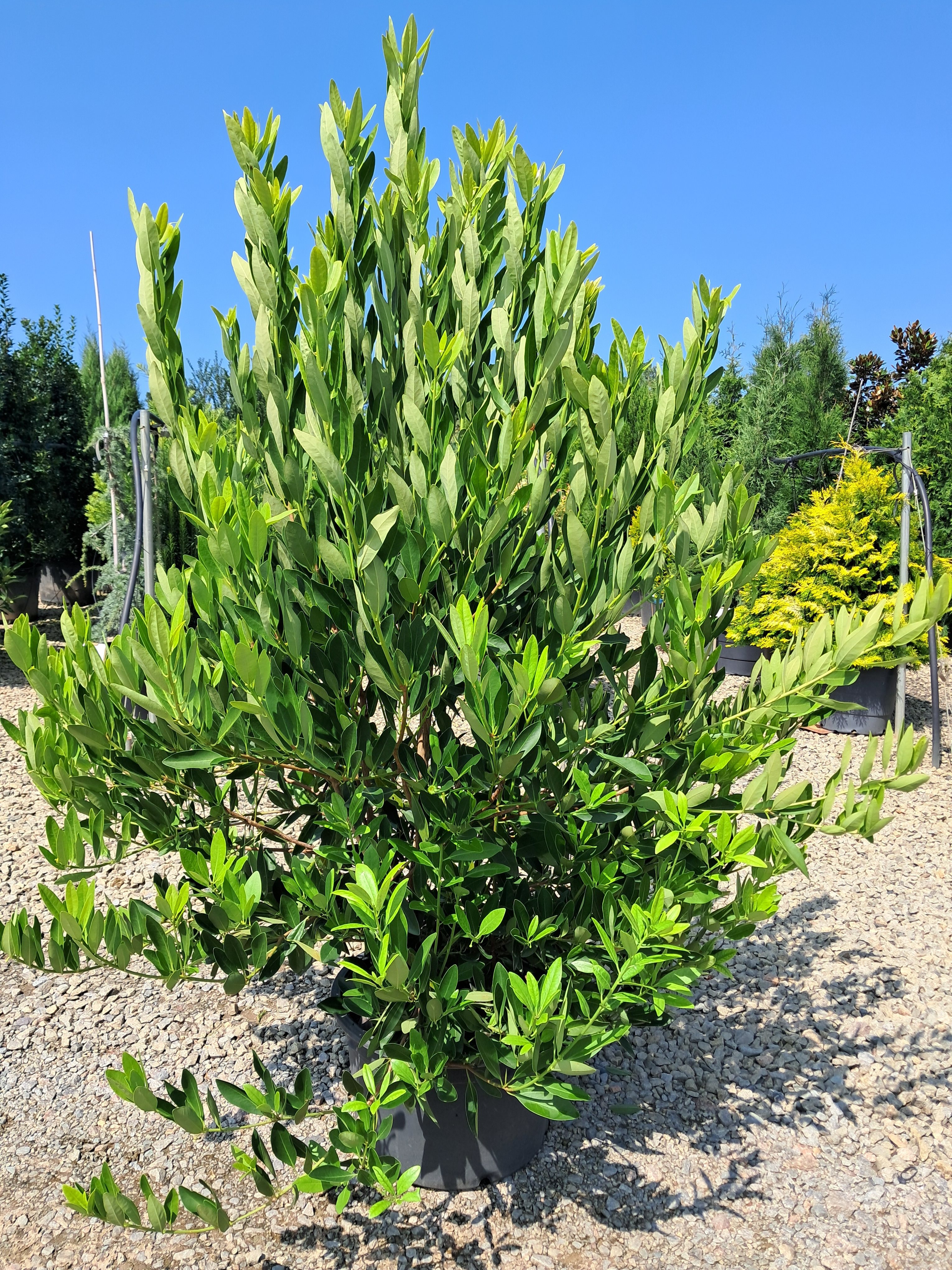 10g Hardy Anise